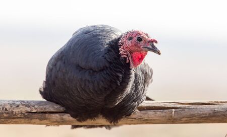 a turkey on a farm outdoorsの写真素材