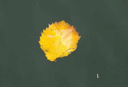 yellow leaves on the surface of the water in the fallの写真素材