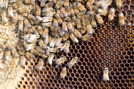Bees on a framework with honey in the apiaryの写真素材