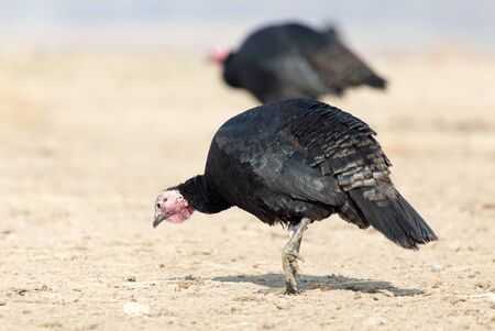 farm turkeys outdoorsの写真素材