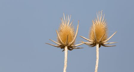 Dry prickly plant against the blue skyの写真素材
