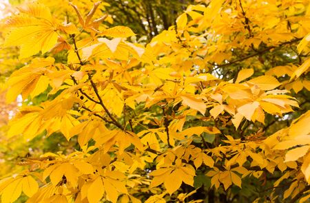 the leaves on the tree in nature in autumnの写真素材