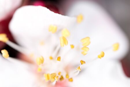 yellow pollen in a white flower. macroの写真素材