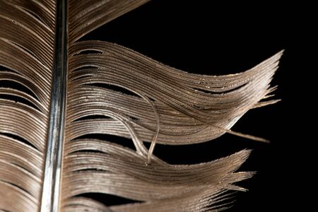 feather on a black backgroundの写真素材