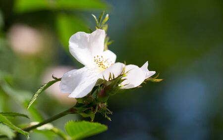 beautiful white flower on the tree in natureの写真素材