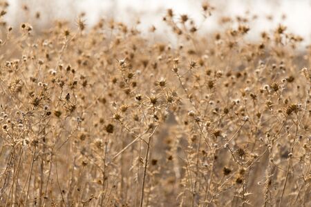 Dry prickly plant in natureの写真素材