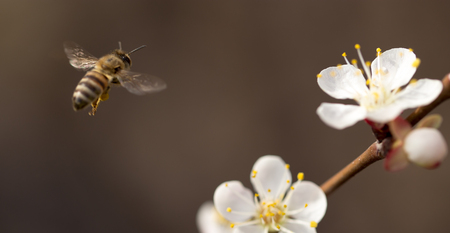 bee in flight in natureの写真素材