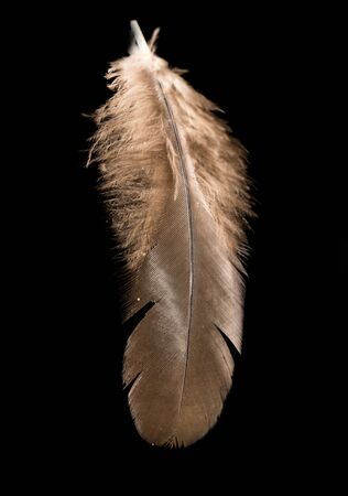 feather on a black backgroundの写真素材