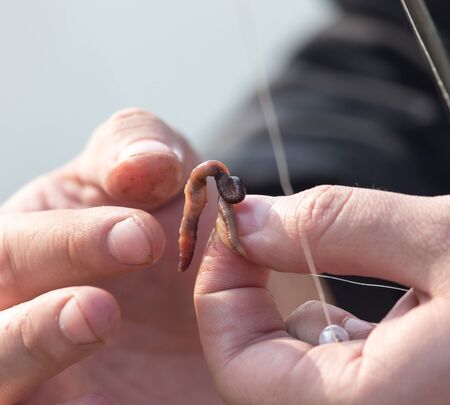 Red worm in hand fisherman