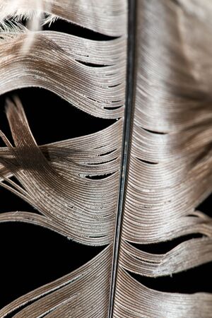 feather on a black backgroundの写真素材