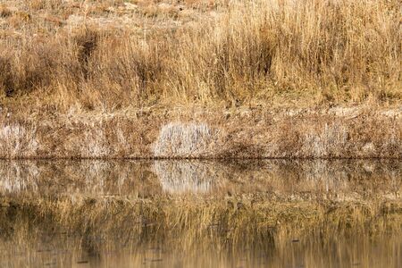 Beach on the lake with dry grassの写真素材