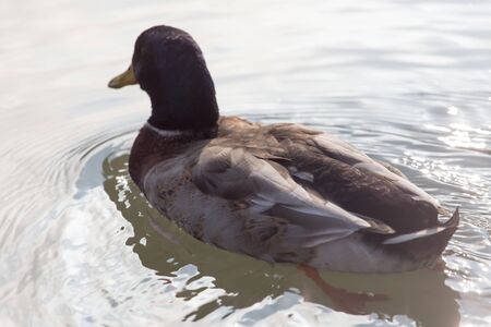 duck swims in the lakeの写真素材