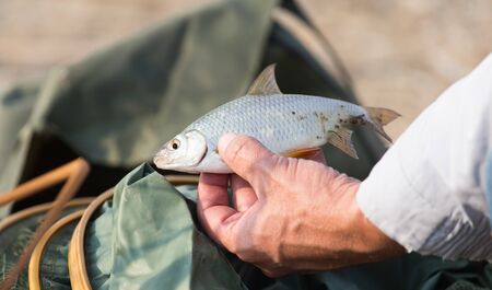 Fish in hand fishermanの写真素材