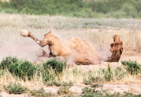 camels lie in the dust in natureの写真素材