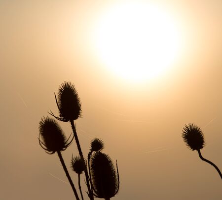 dry plant on the sunset backgroundの写真素材