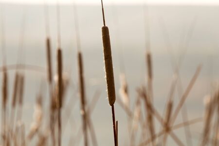 reeds on a sunset backgroundの写真素材