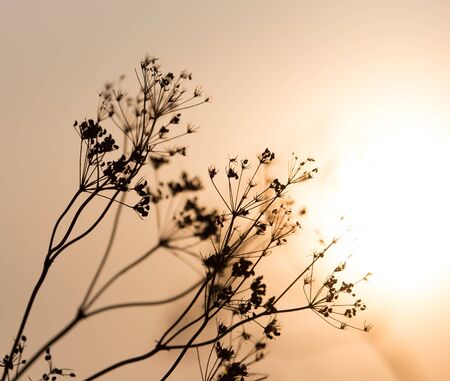 dry plant on the sunset backgroundの写真素材