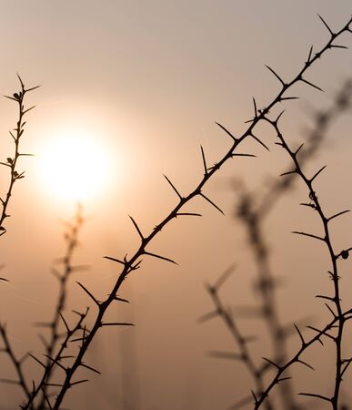 Dry prickly plant on the sunset background