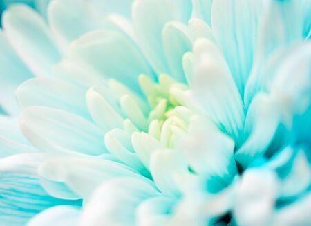 blue flower as a backgroundの写真素材