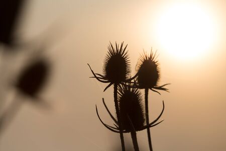 dry plant on the sunset backgroundの写真素材