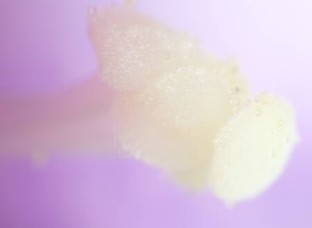 pollen in flower. super macroの写真素材