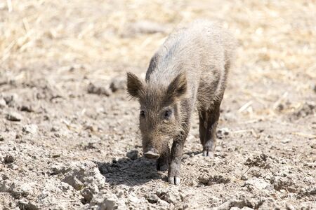 wild boar in a park on the natureの写真素材
