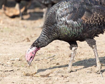 a turkey on a farm outdoorsの写真素材