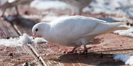 white dove in nature in winterの写真素材