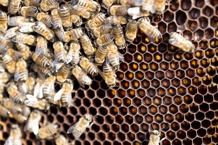 Bees on a framework with honey in the apiary
