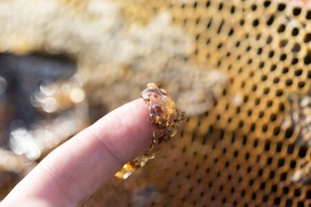 Honey on his finger in the apiaryの写真素材