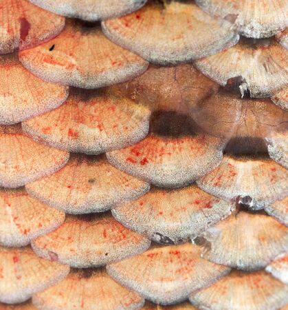 scales of fish as backgroundの写真素材