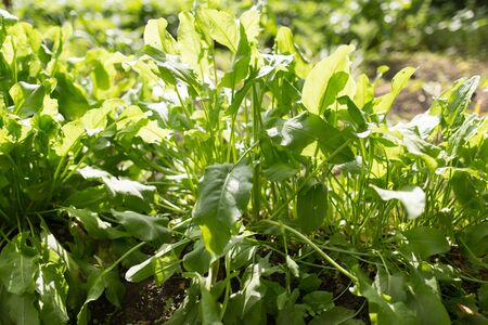 sorrel leaves in the gardenの写真素材