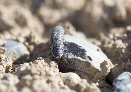wood louse on dry ground. macroの写真素材