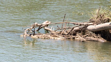 dry timber on the Syr Darya River. Kazakhstanの写真素材
