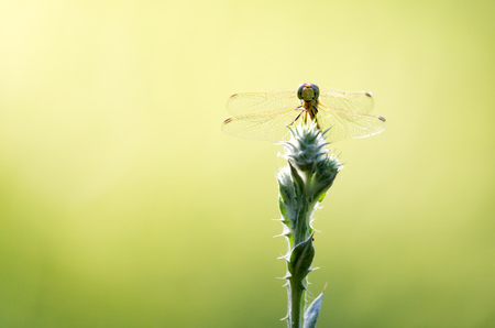 dragonfly in natureの写真素材