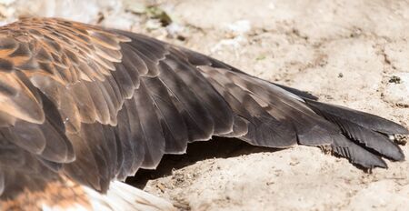 eagle feathers on the wing as a backgroundの写真素材