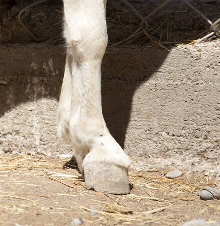 horse's hoof