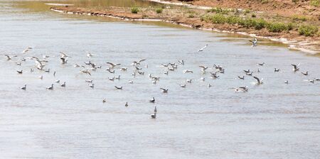 flock of gulls on the riverの写真素材