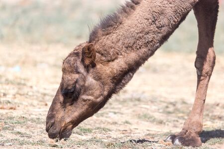 Camel in natureの写真素材