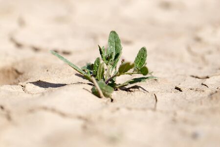 young green sprout in the dry groundの写真素材