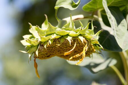 flower sunflower on natureの写真素材
