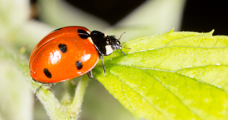ladybug on a plant in the nature