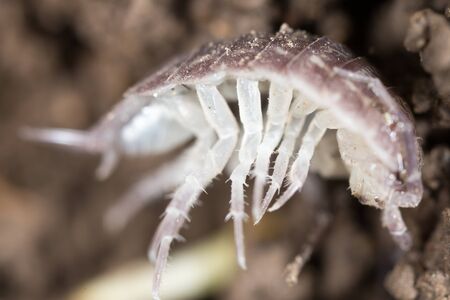 beetle wood louse in the ground. macroの写真素材