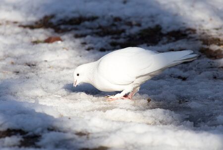 white dove in the snow in the winterの写真素材