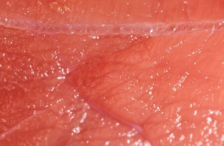 fresh meat as a background. macroの写真素材