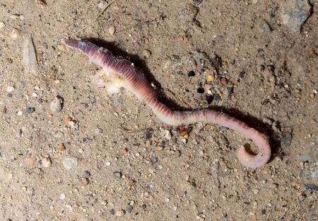 red worm on the ground. macro