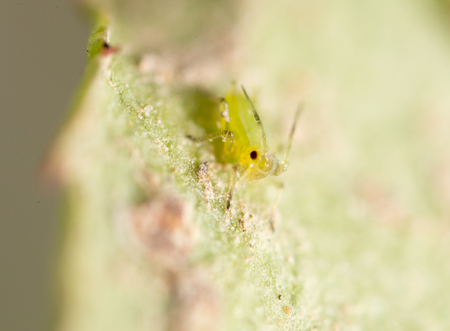 Extreme magnification - Green aphids on a plantの写真素材
