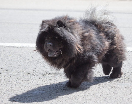 beautiful dog on the natureの写真素材