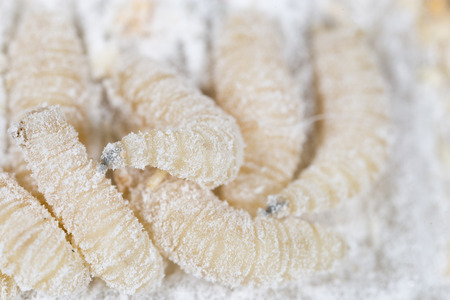 maggot in flour. macroの写真素材