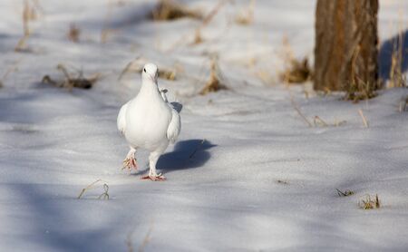 white dove in the snow in the winterの写真素材